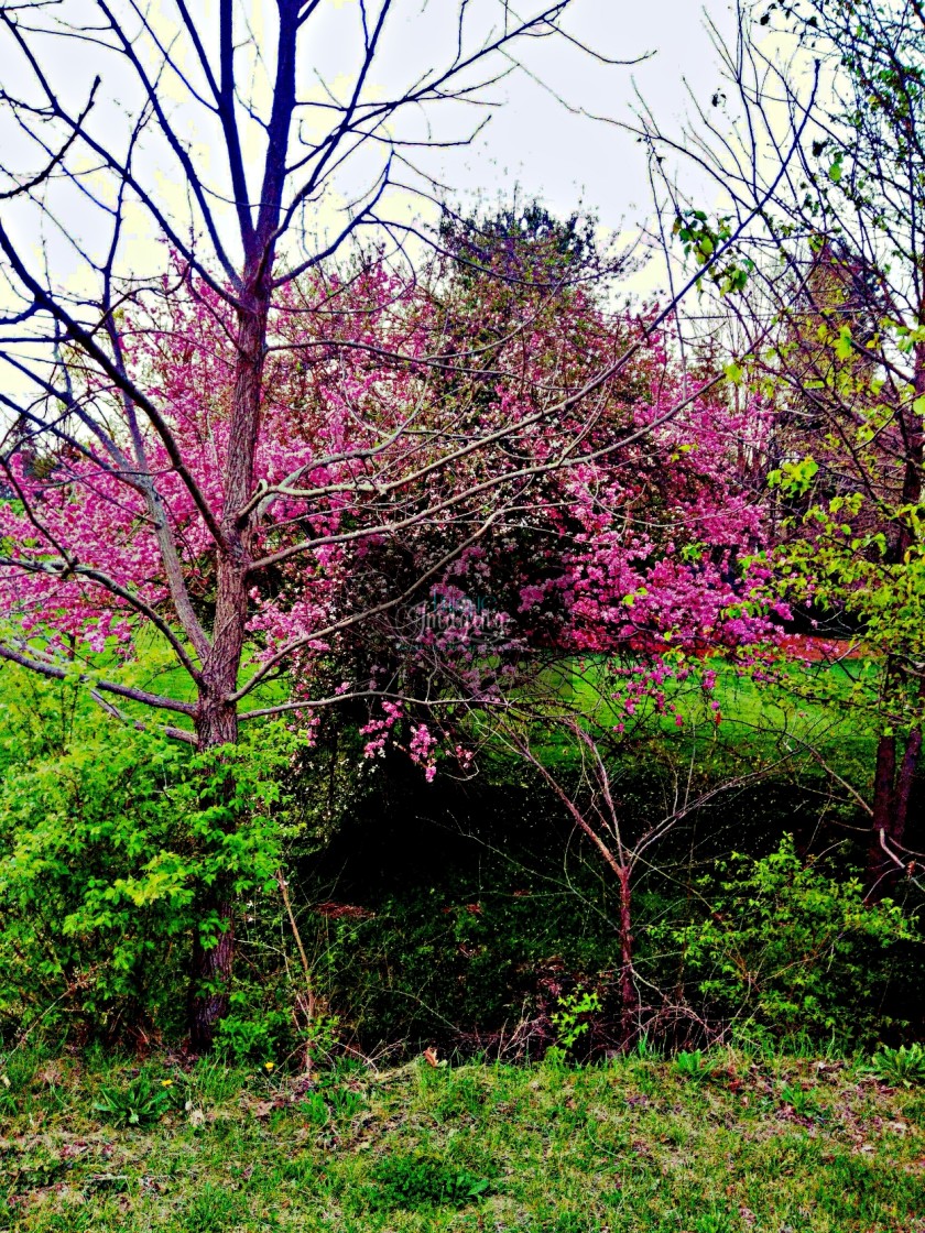 "The purple spring" stock image