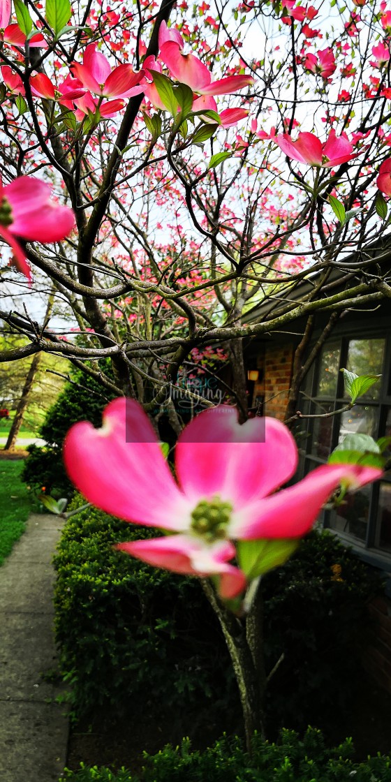 "Blooming trees" stock image