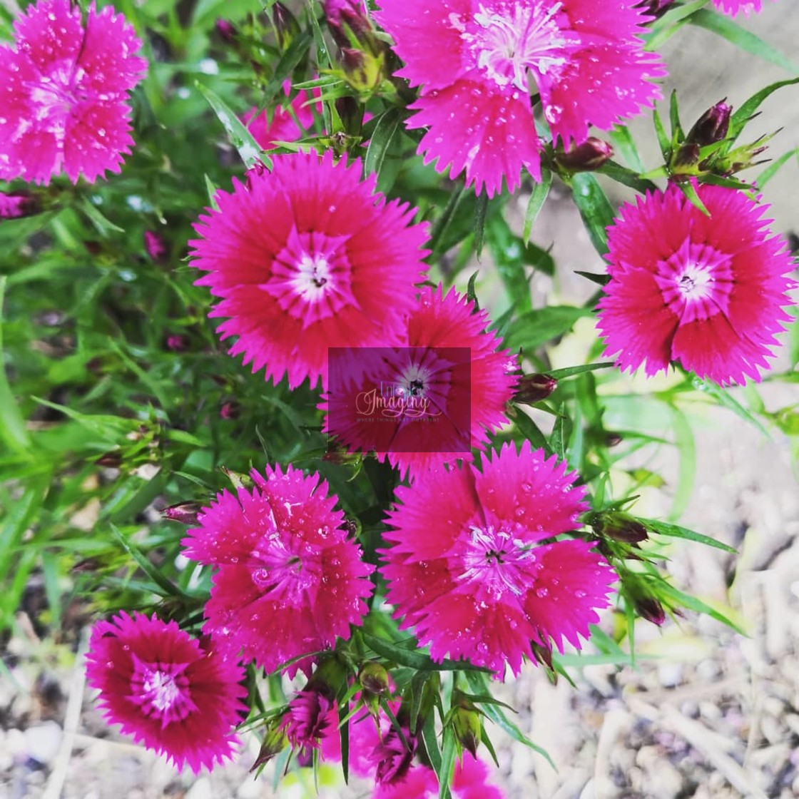 "Pink spring flowers" stock image