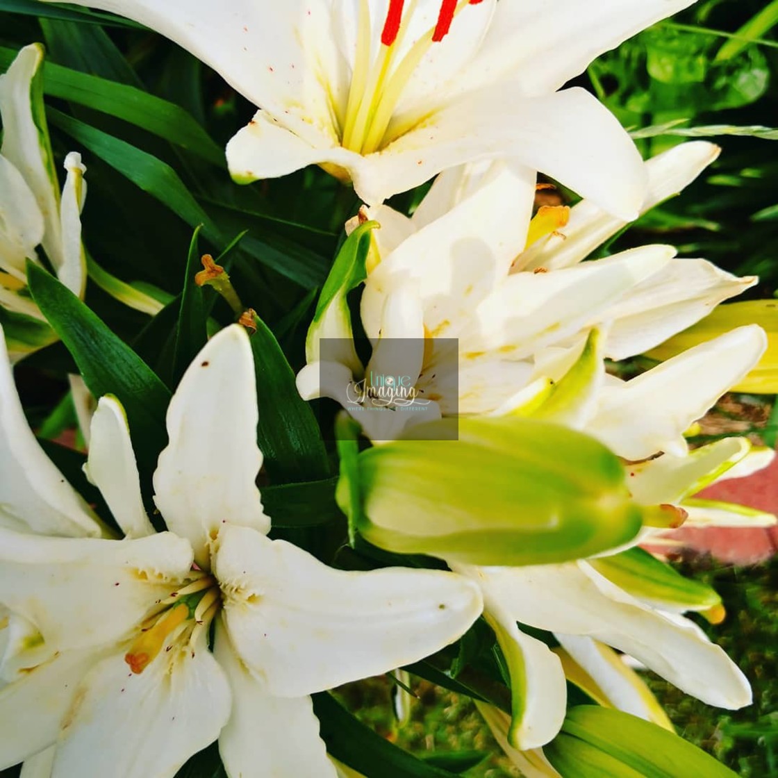 "Lillies on display" stock image