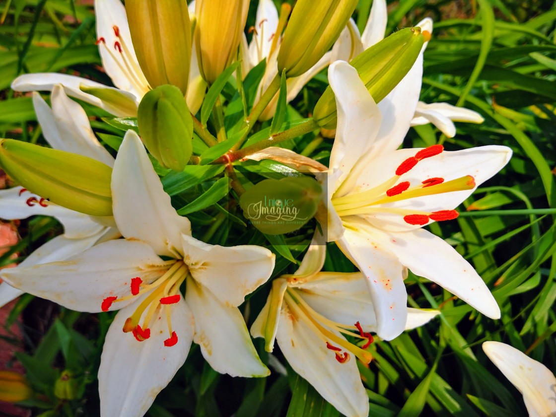 "A white lilly" stock image