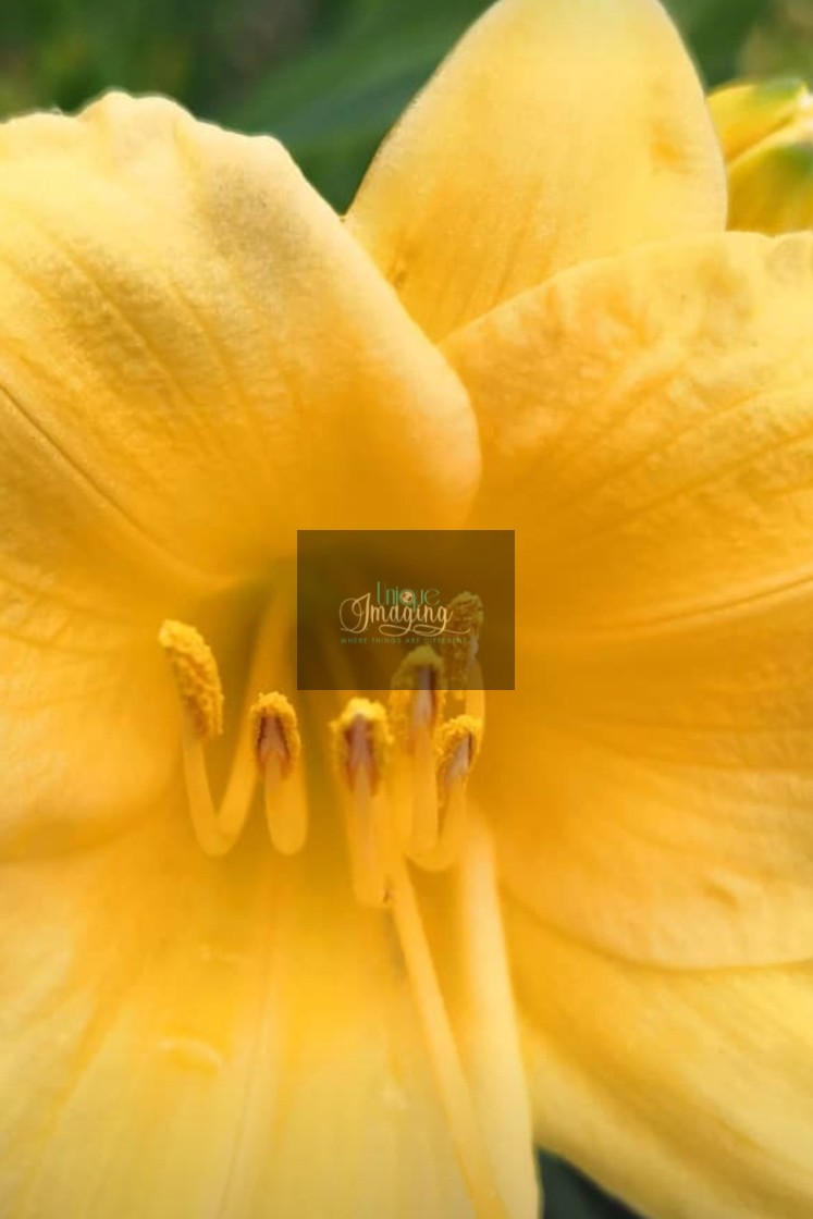 "Amir Daylillies" stock image