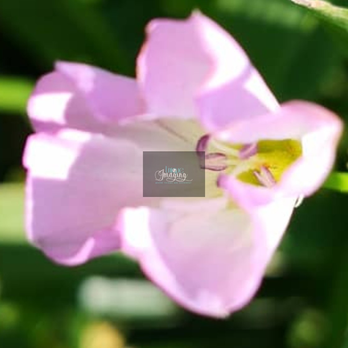 "A Daylillie" stock image