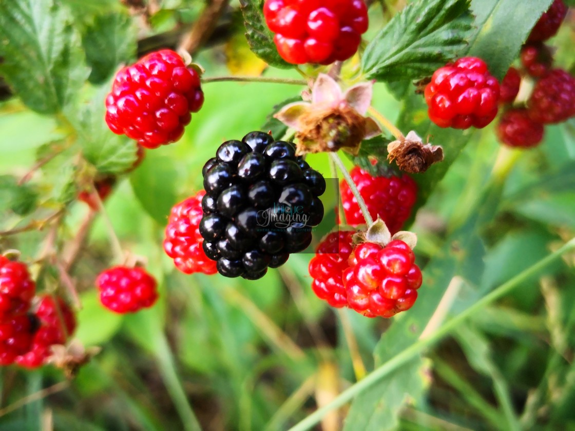 "Blackberries" stock image