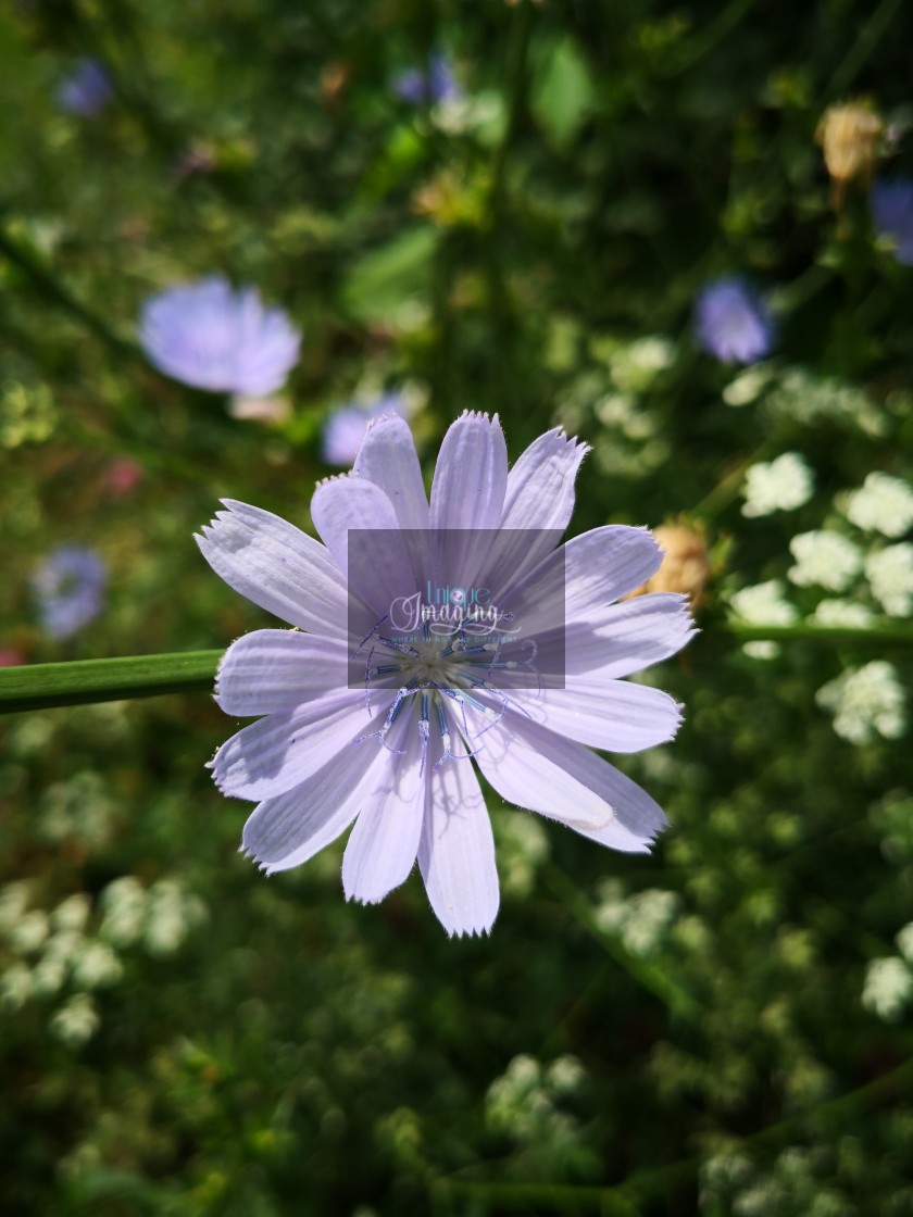 "cornflower" by Dennis Thorpe - $30.66 "cornflower" stock image