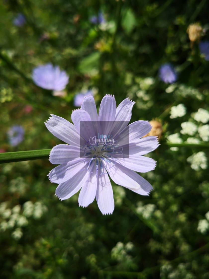 "cornflower" stock image