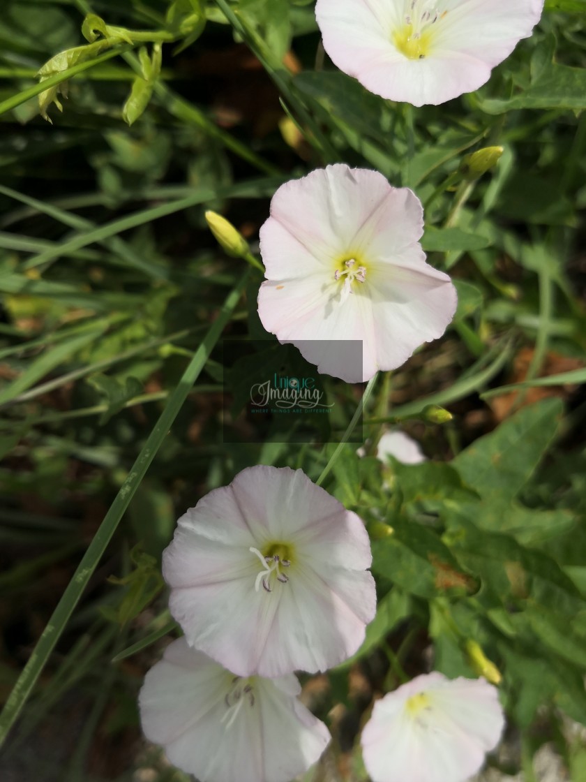 "field bindweed" stock image