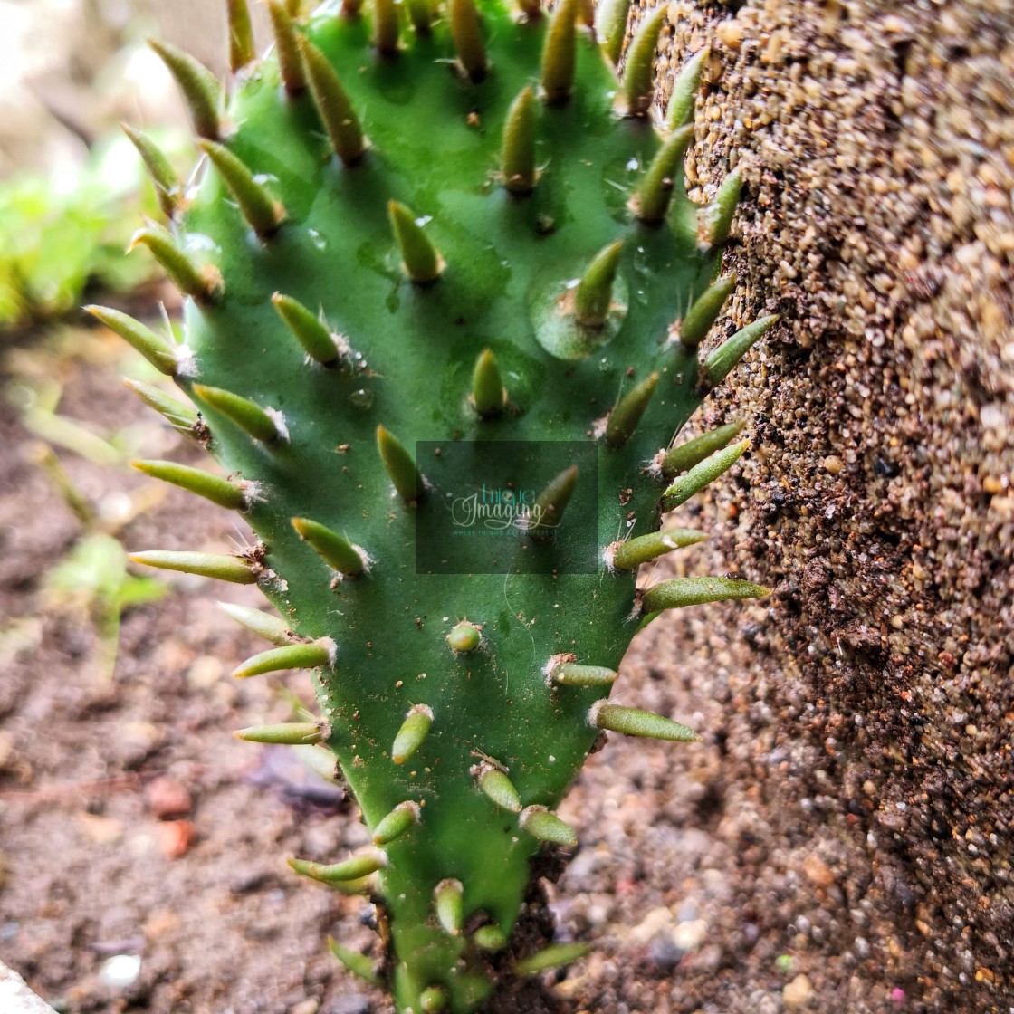 "eastern prickly pear" stock image