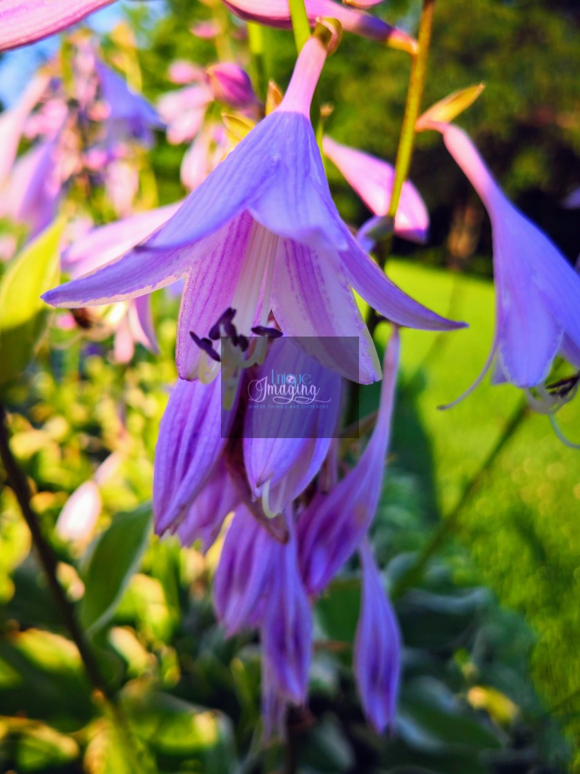 "A purple lilly" stock image