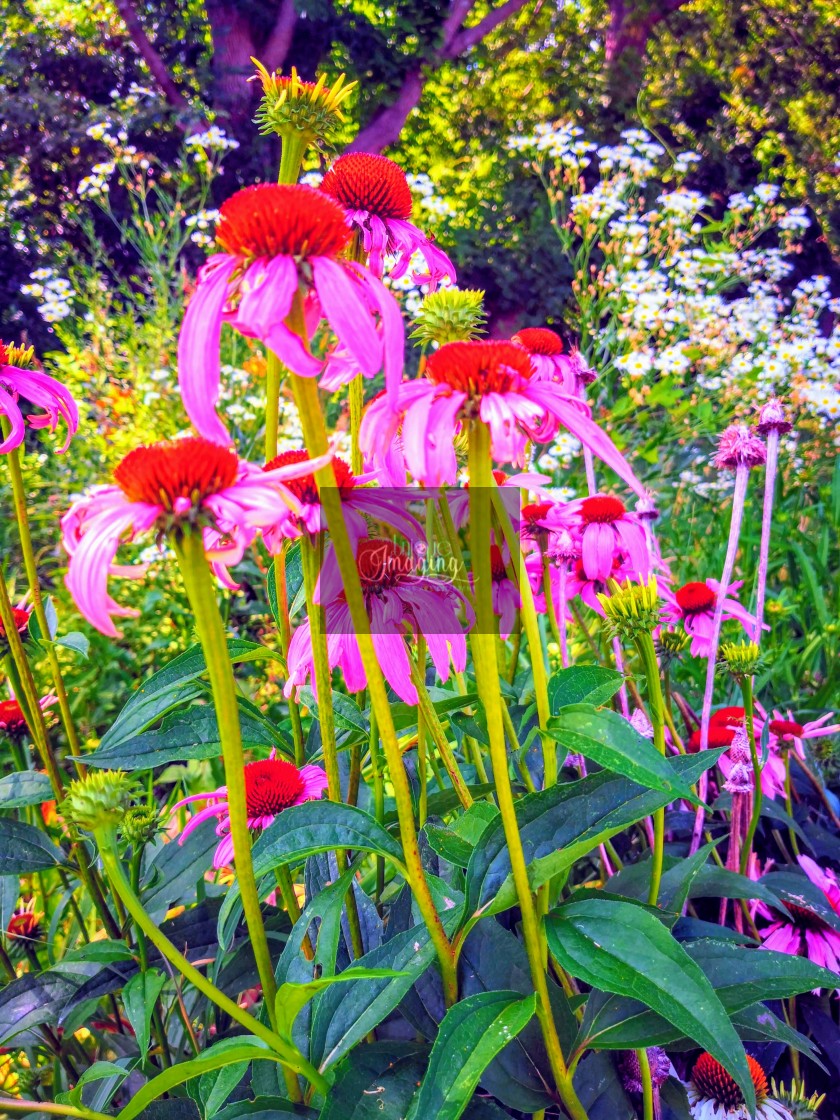 "Coneflowers and daiseys" stock image