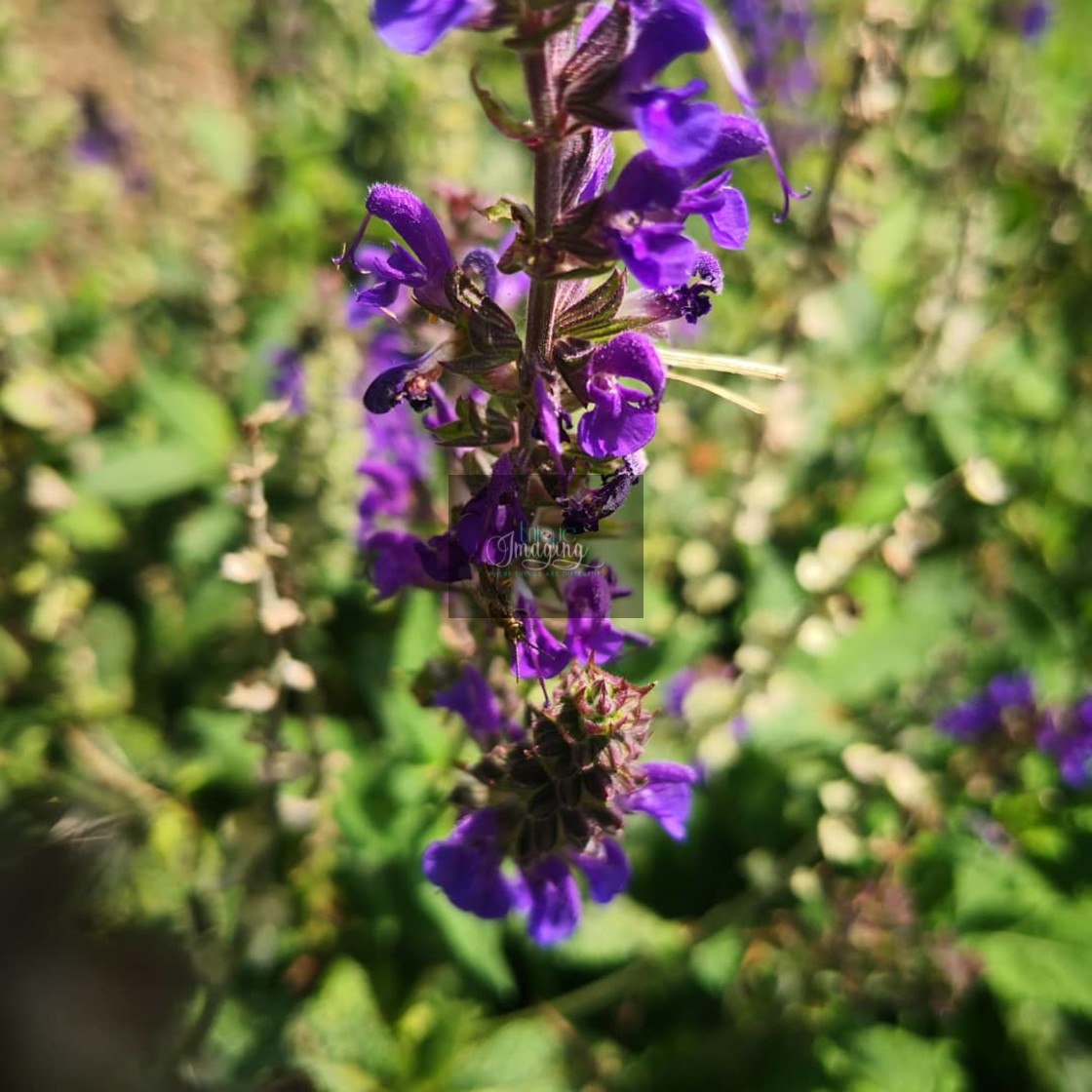 "American vetch" stock image