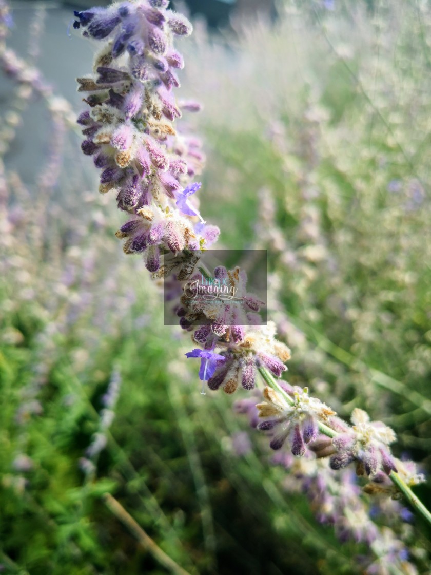 "The Russian Sage plant" stock image