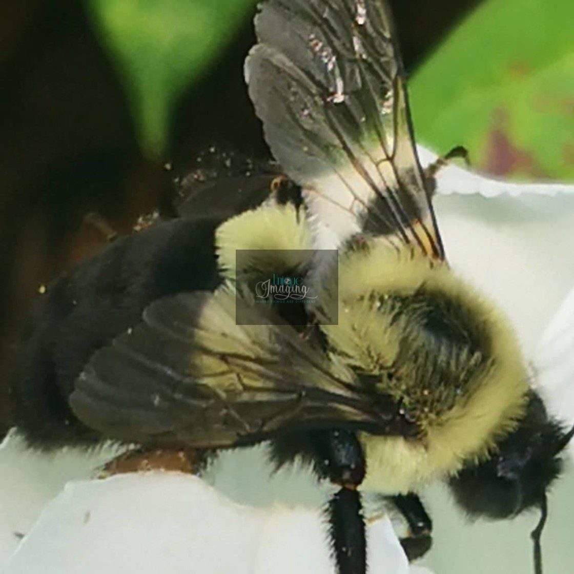 "Bumblebee" stock image