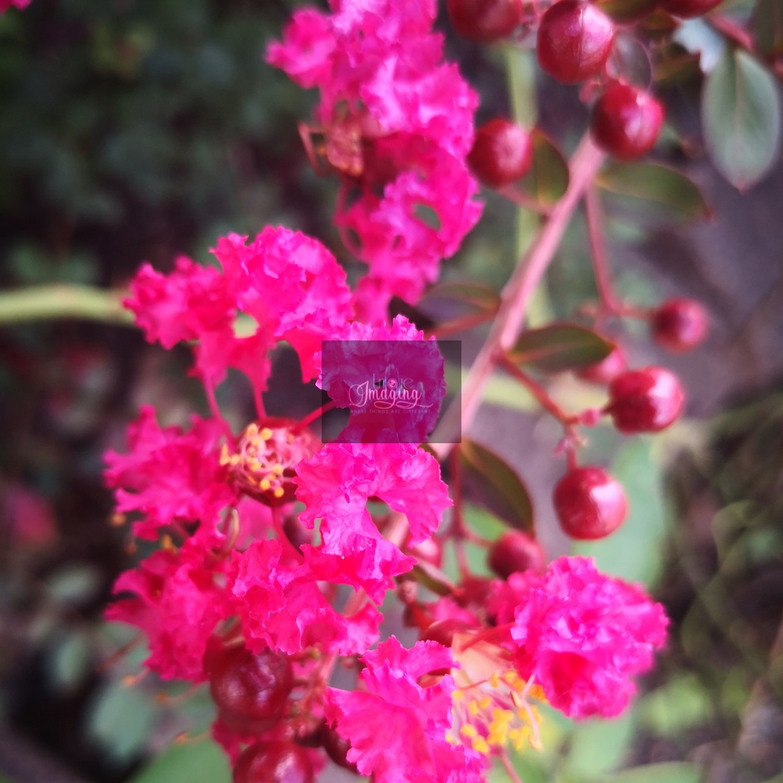 "crepe myrtle" stock image