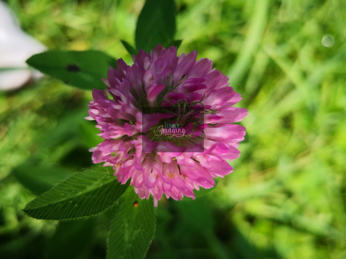 "Red clover" stock image