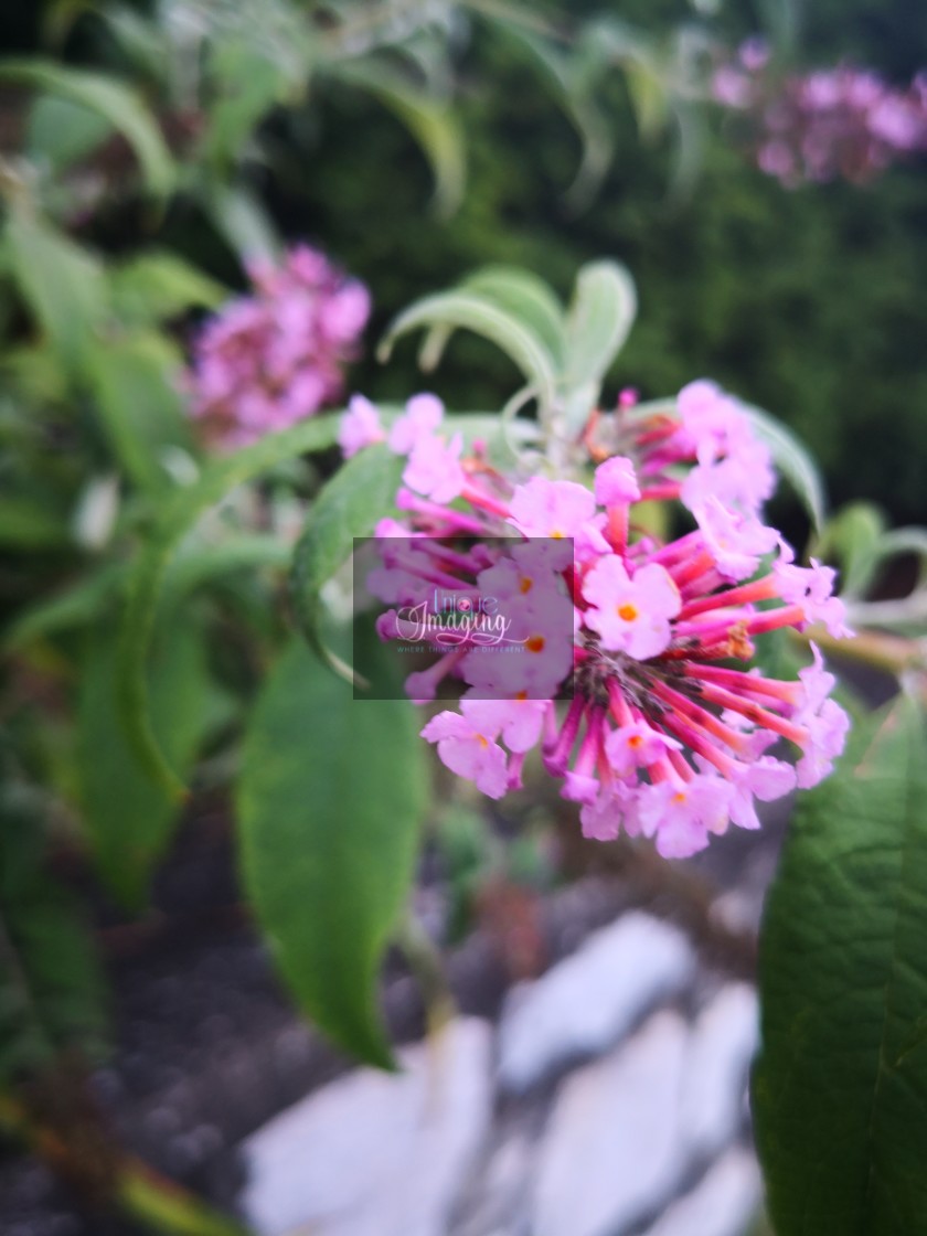 "Lllac" by Dennis Thorpe - $12.26 "Lllac" stock image