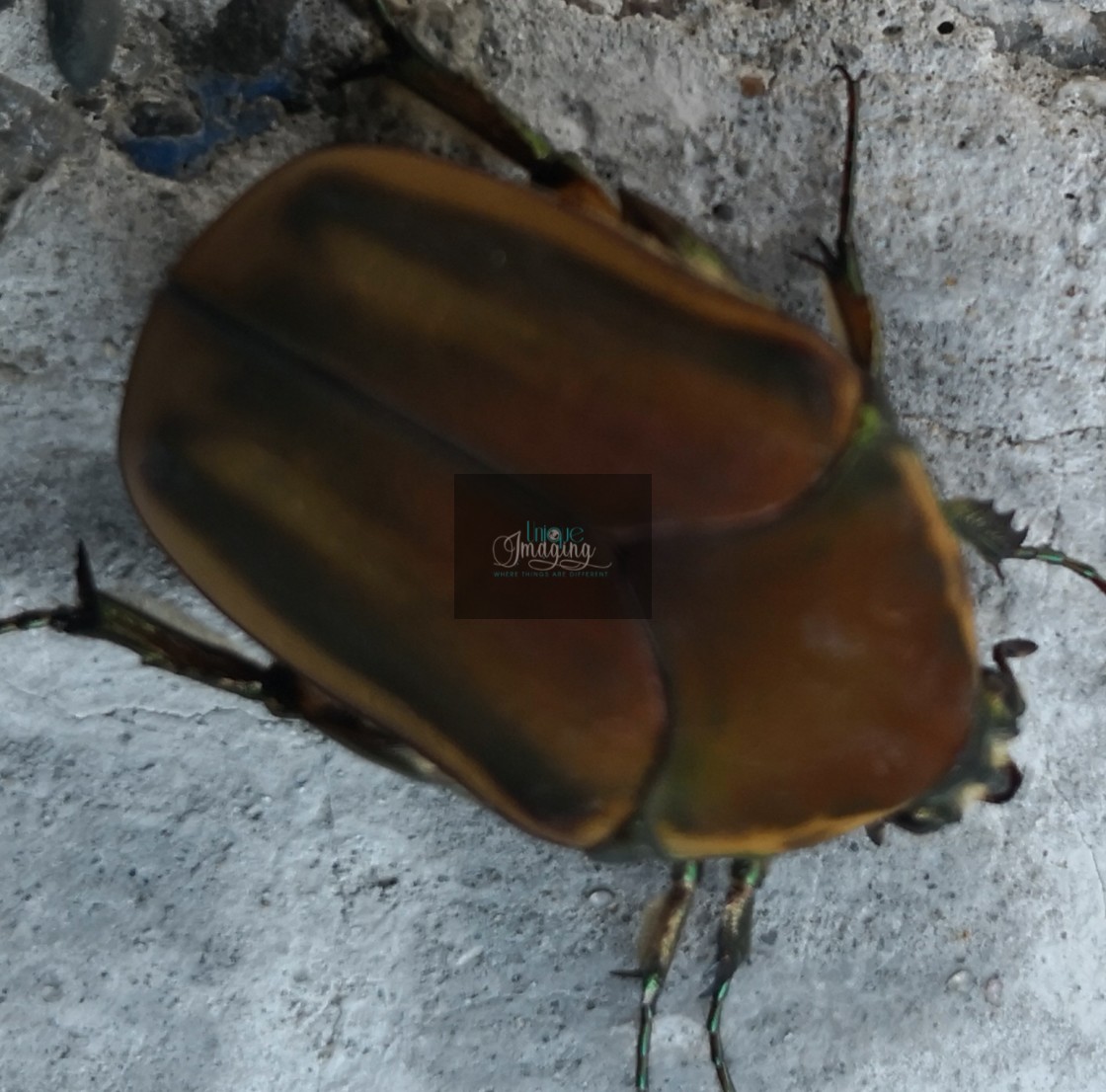 "Junebug" stock image