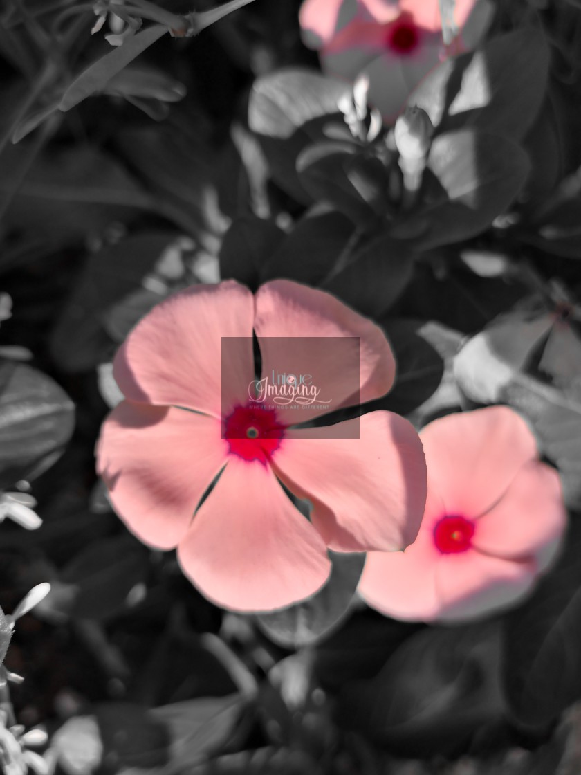 "Madagascar periwinkle" stock image