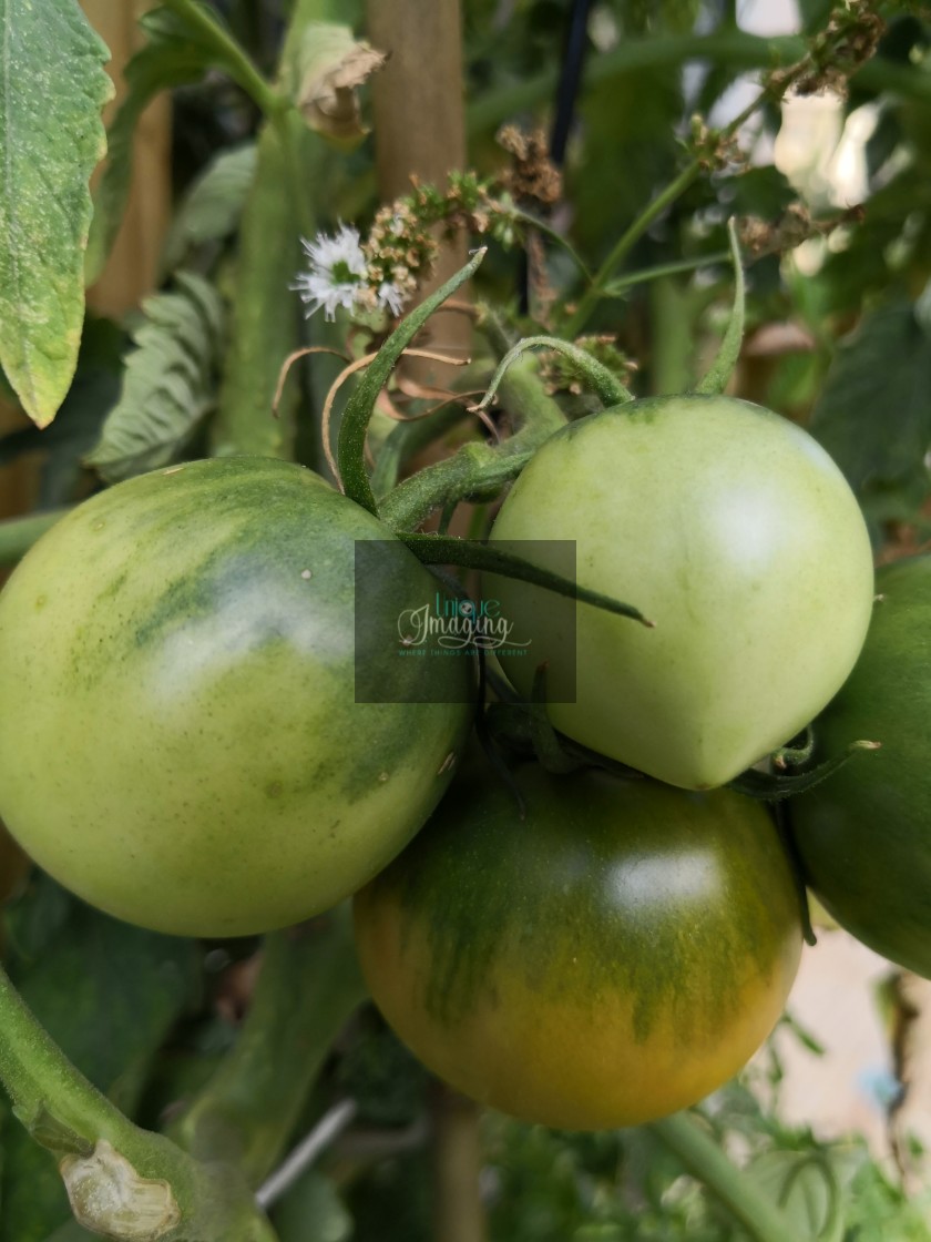"Tomatoes" by Dennis Thorpe - $30.72 "Tomatoes" stock image