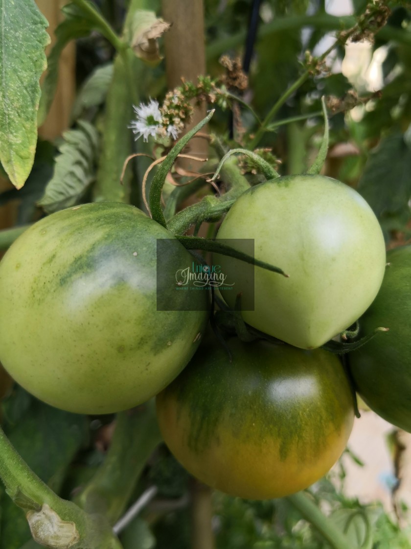 "Tomatoes" stock image