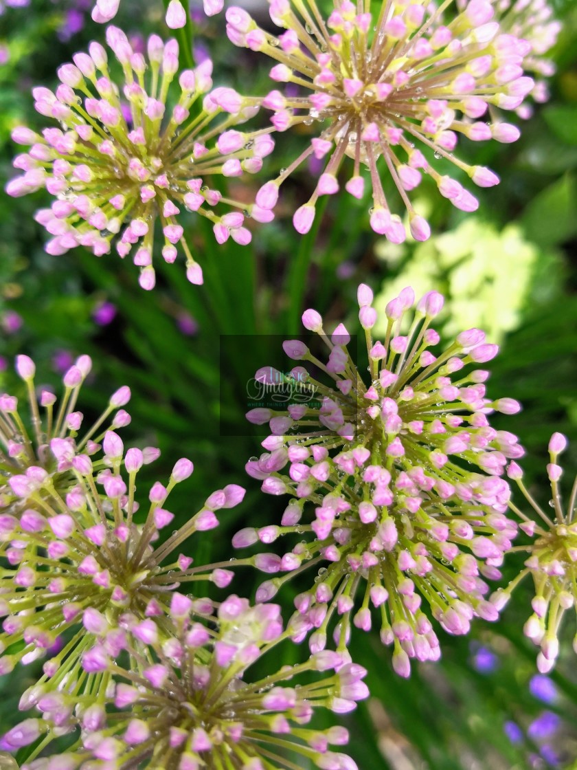 ""Fireworks Plant"" stock image