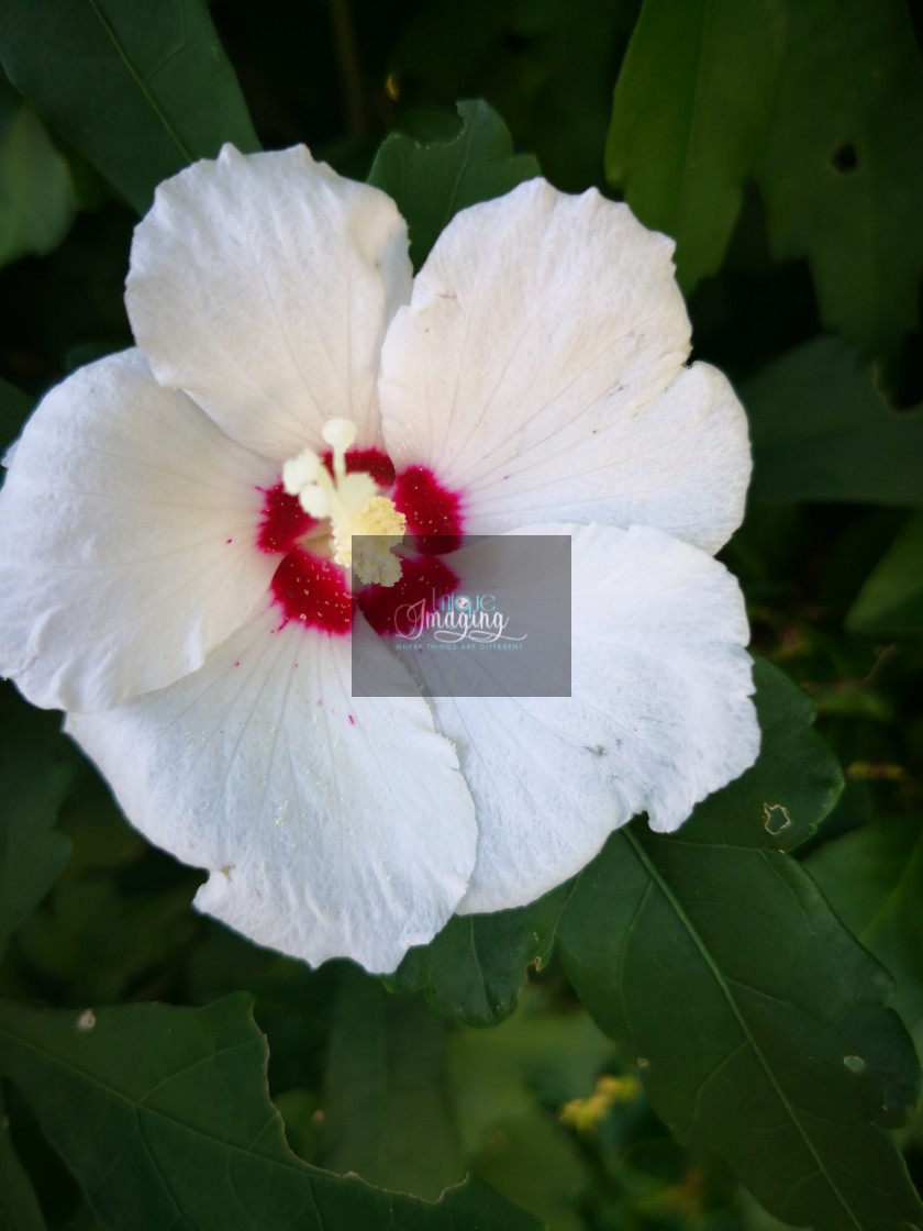 "White hibiscus" stock image