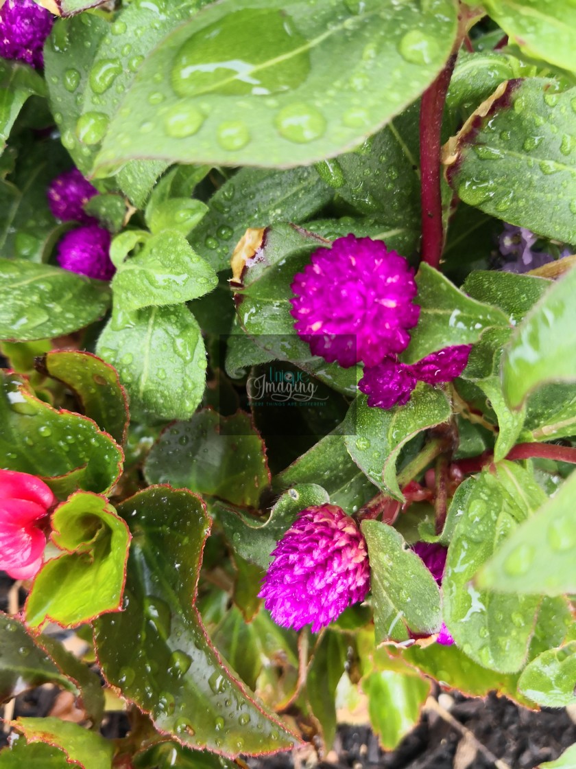 "Globe amaranth" stock image