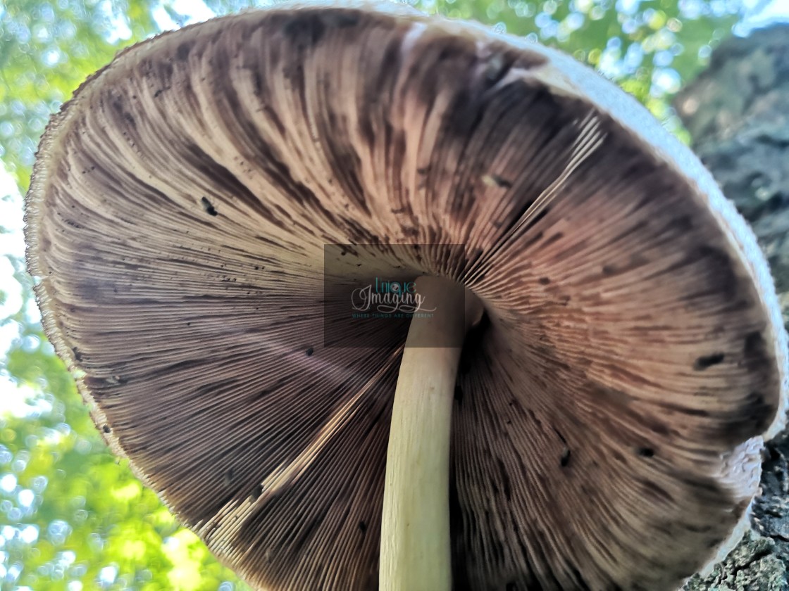 "Mushroom" stock image