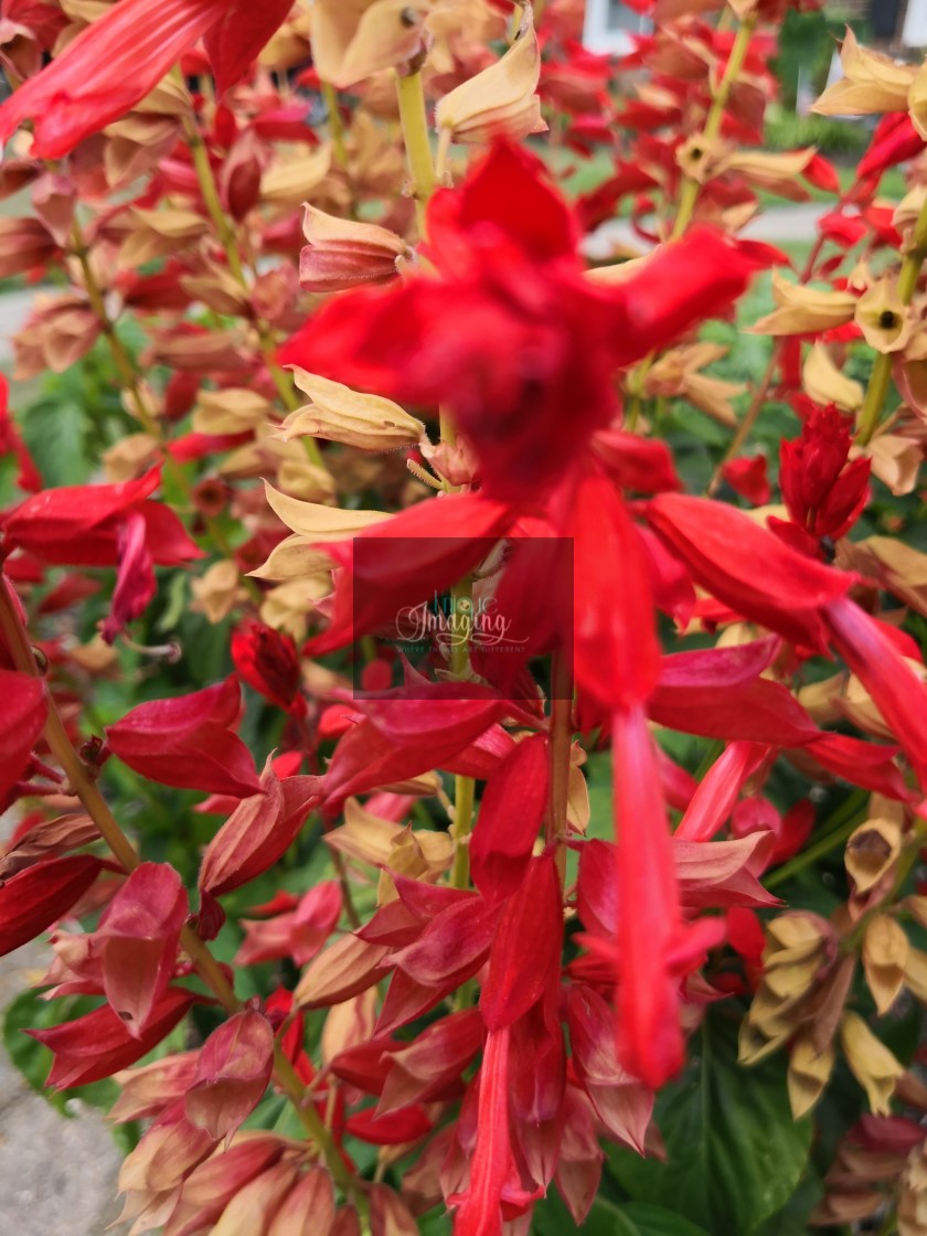 "Bright red flowers of the season" stock image