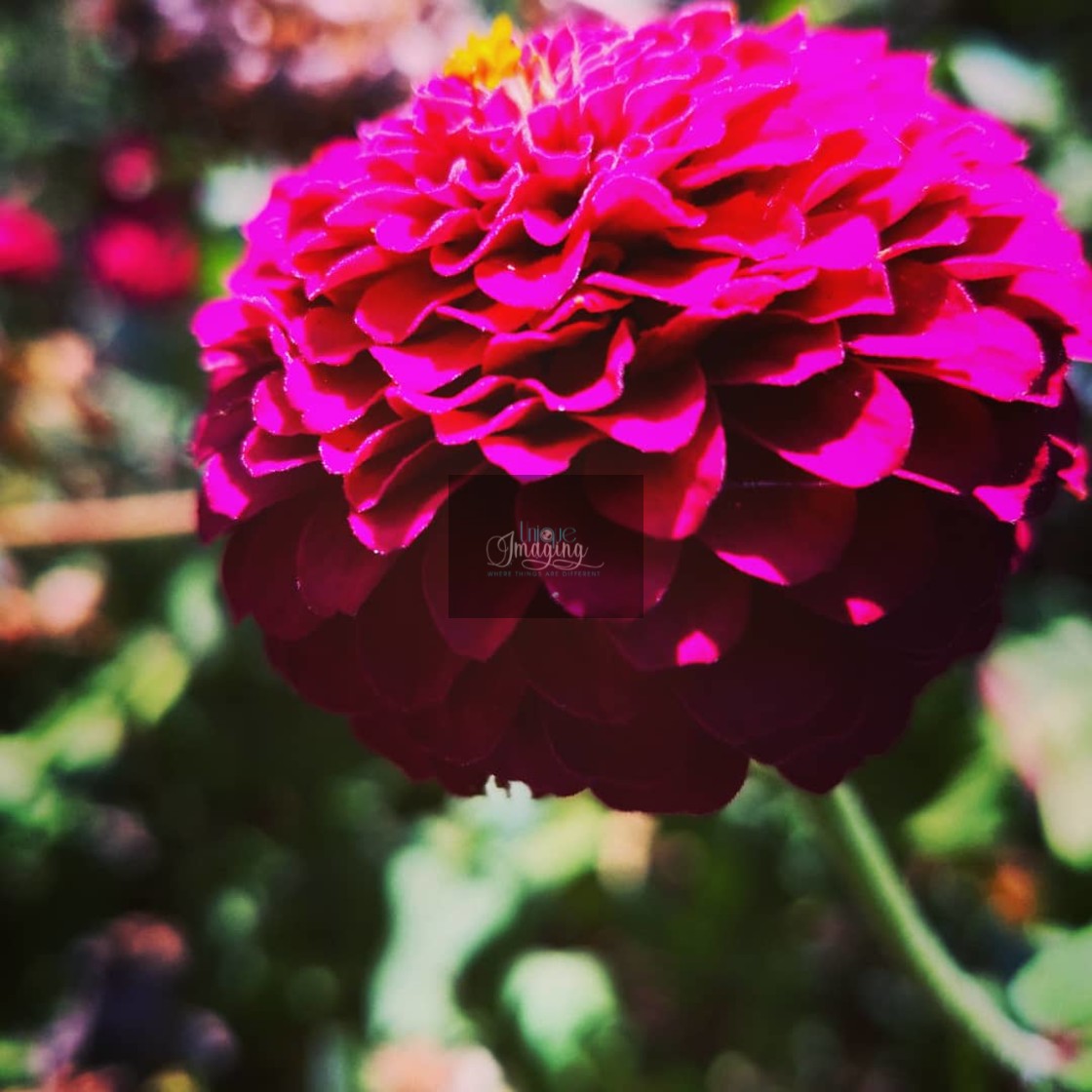 "Dahlia" stock image