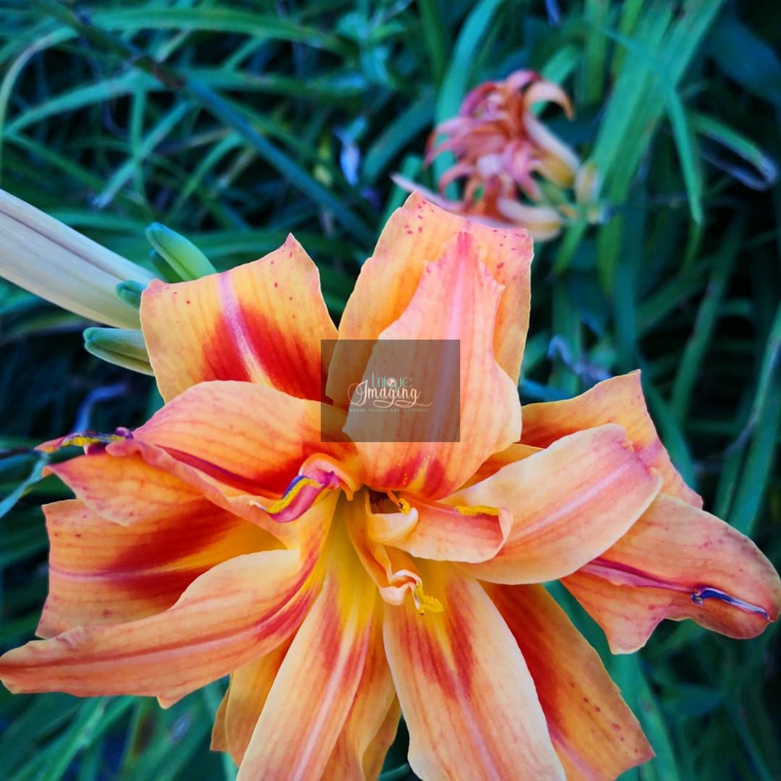 "A bit of Orange" by Dennis Thorpe - $30.14 "A bit of Orange" stock image