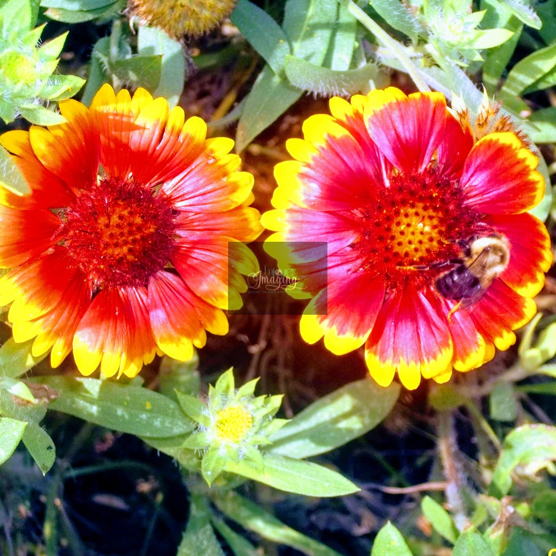 "A bee enjoying a flower" stock image