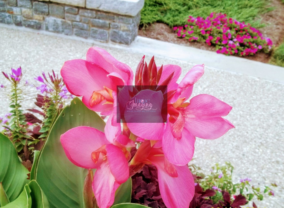 "Pink flowers" stock image