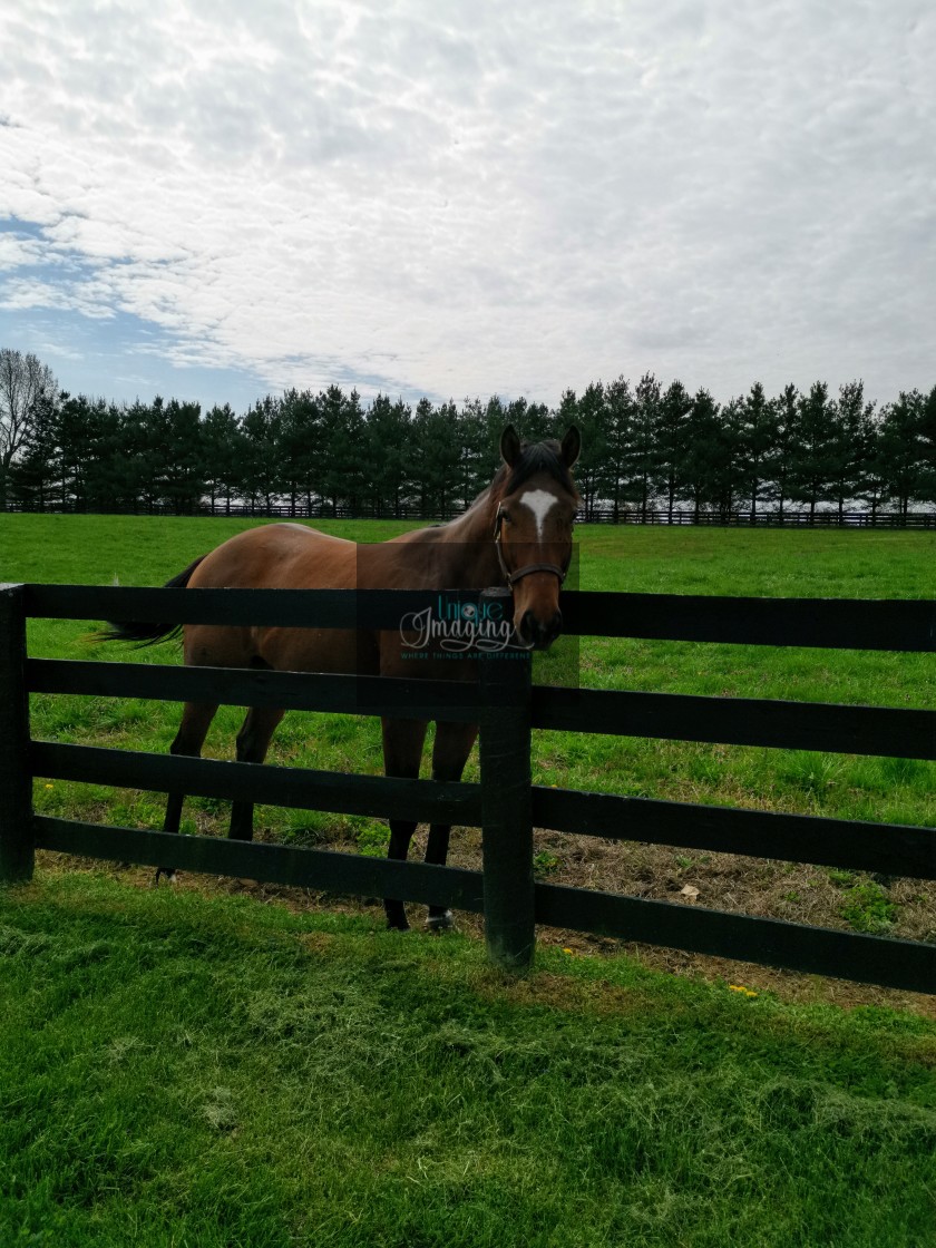 "Kentucky Spring" stock image