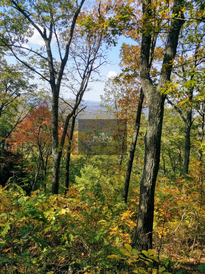 "Colourful Forest" stock image