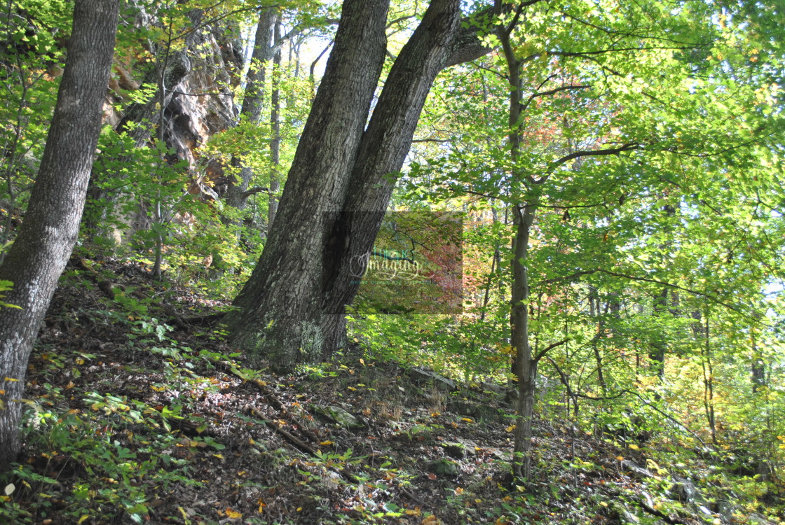 "Trees Standing Inviting Fall" by Dennis Thorpe - $30.66 "Trees Standing Inviting Fall" stock image