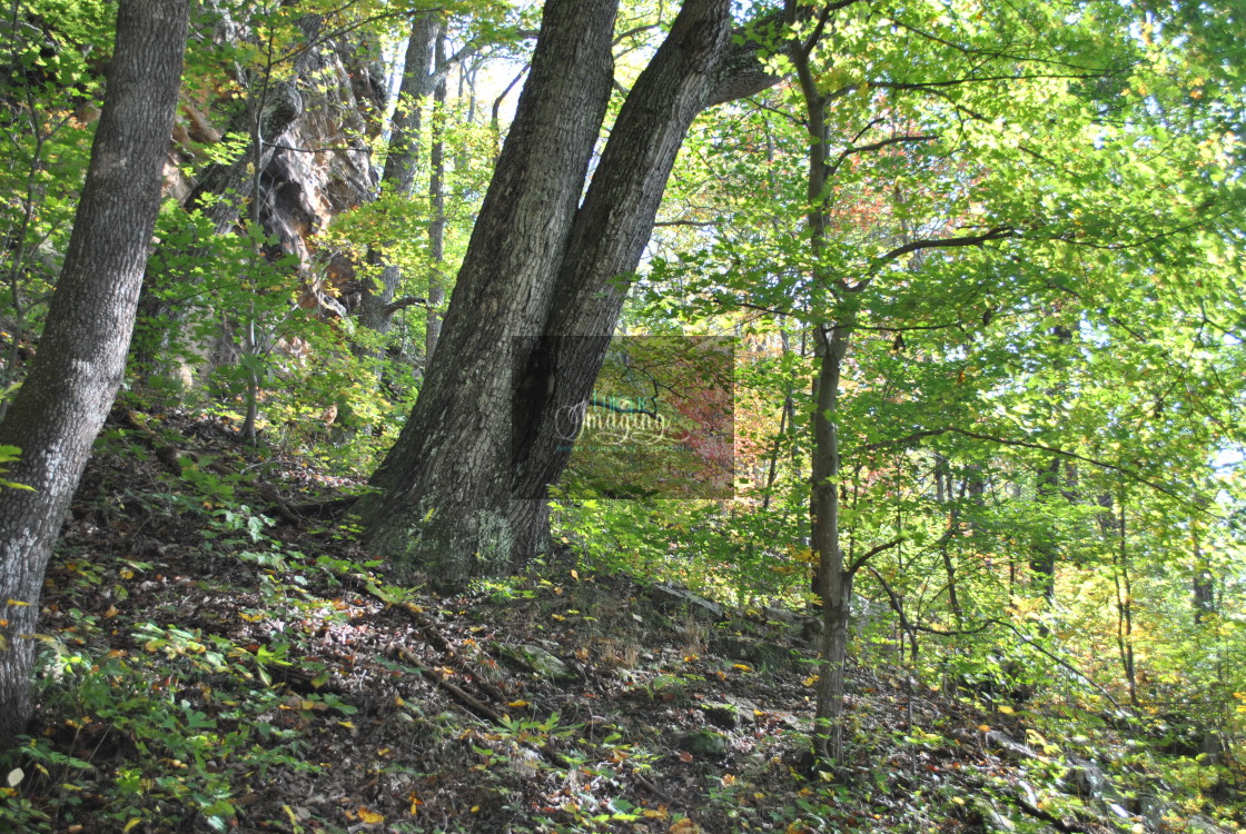 "Trees Standing Inviting Fall" stock image