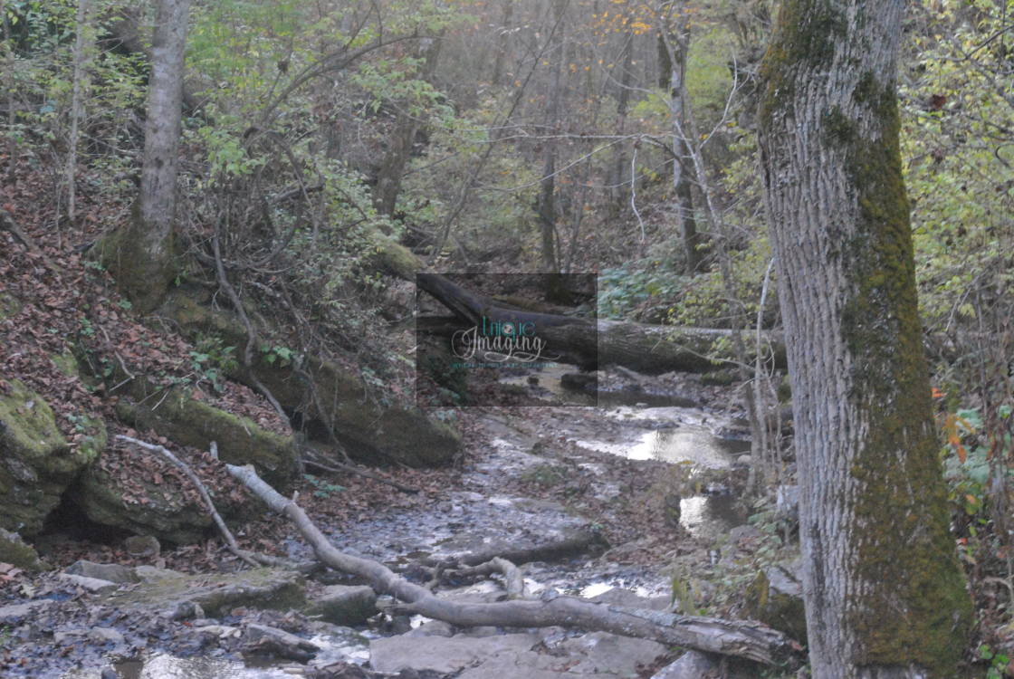"Stream Crossing" by Dennis Thorpe - $30.66 "Stream Crossing" stock image