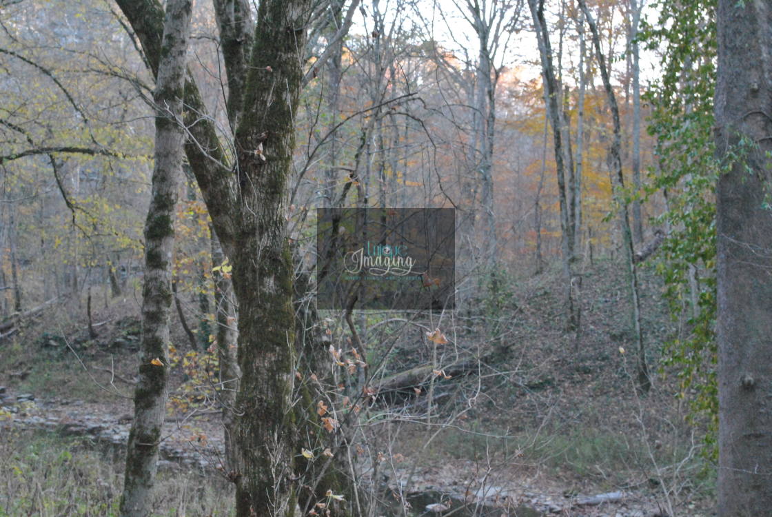 "Creek through a Tree" stock image