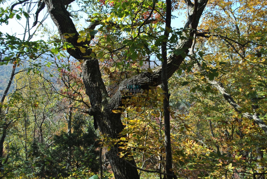 "The X trees" by Dennis Thorpe - $24.11 "The X trees" stock image
