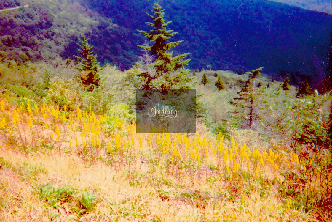 "Golderod in the Smokeys" by Dennis Thorpe - $30.14 "Golderod in the Smokeys" stock image