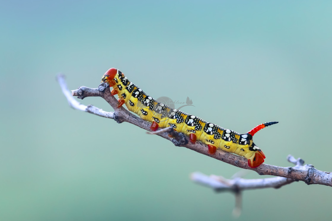 "Spurge hawk-moth caterpillar" by Tiberiu Sahlean - $6.32 "Spurge hawk-moth caterpillar" stock image