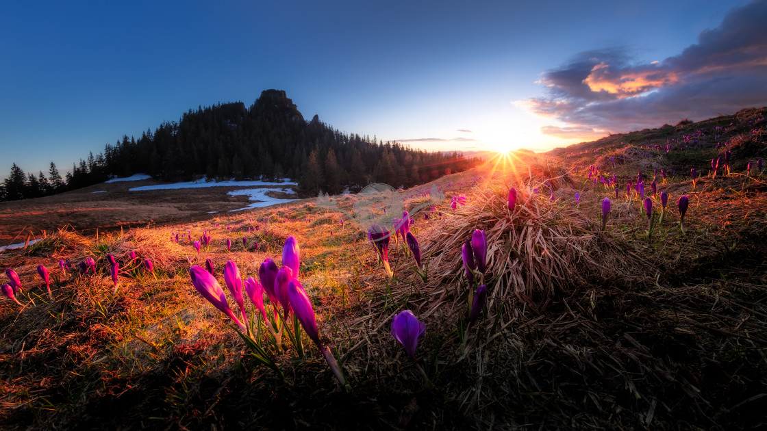 "Crocuses in the sunset" by Tiberiu Sahlean - $6.32 "Crocuses in the sunset" stock image