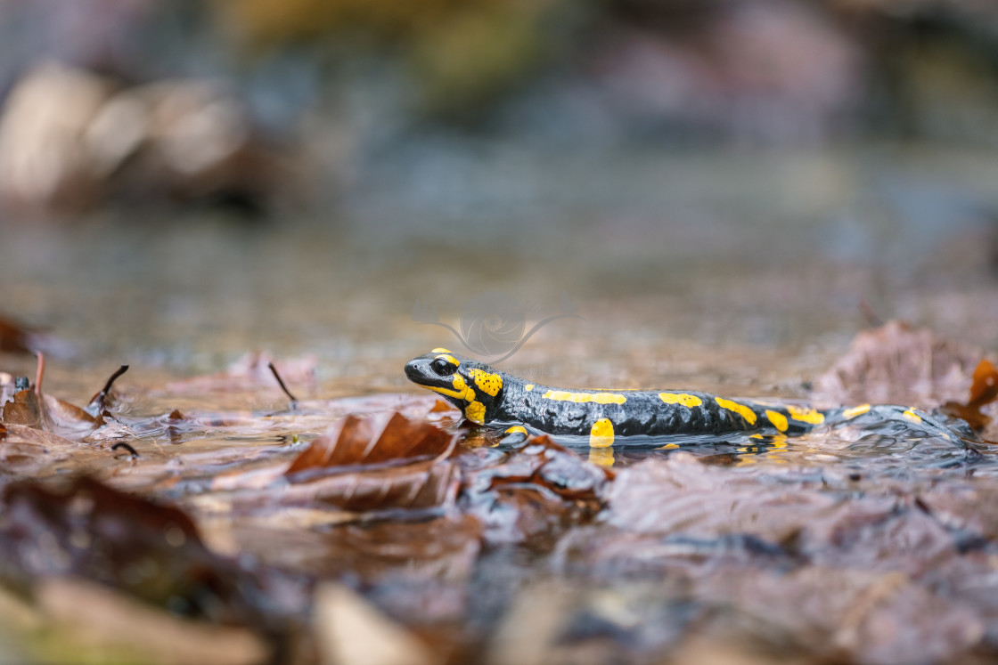 "Fire salamander" by Tiberiu Sahlean - $3.79 "Fire salamander" stock image