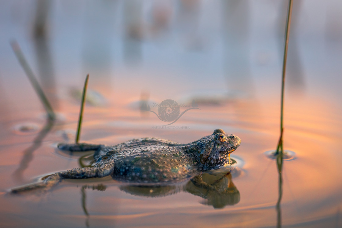 "Yellow-bellied toad" by Tiberiu Sahlean - $6.31 "Yellow-bellied toad" stock image