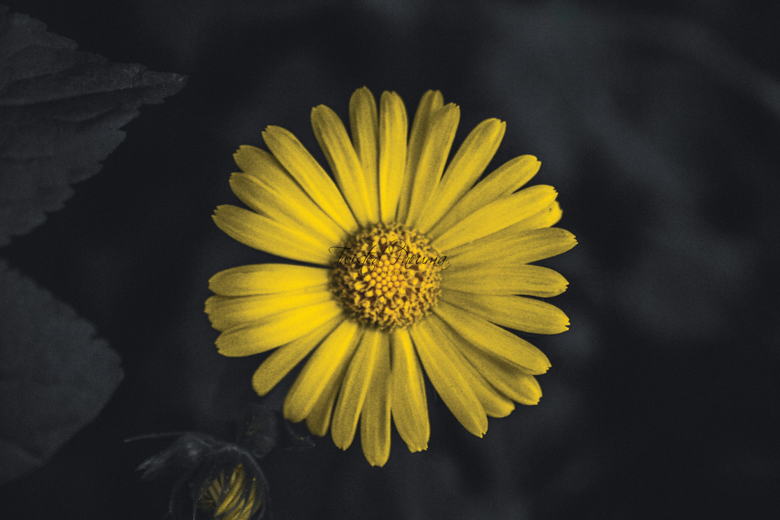 "Sunshine vs2" by Lisa - £1.00 "Sunshine vs2" stock image