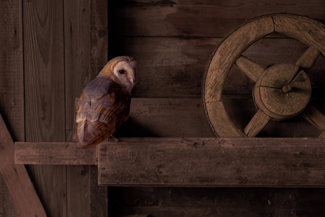 "Barn-owl" stock image