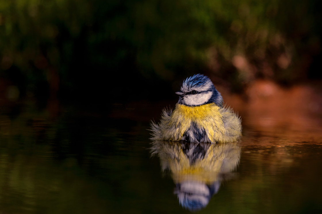 "Blue tit" stock image