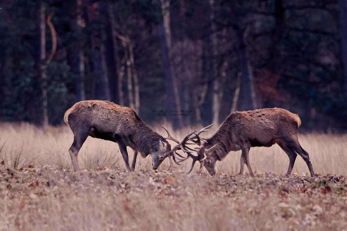 "Confrontation" stock image