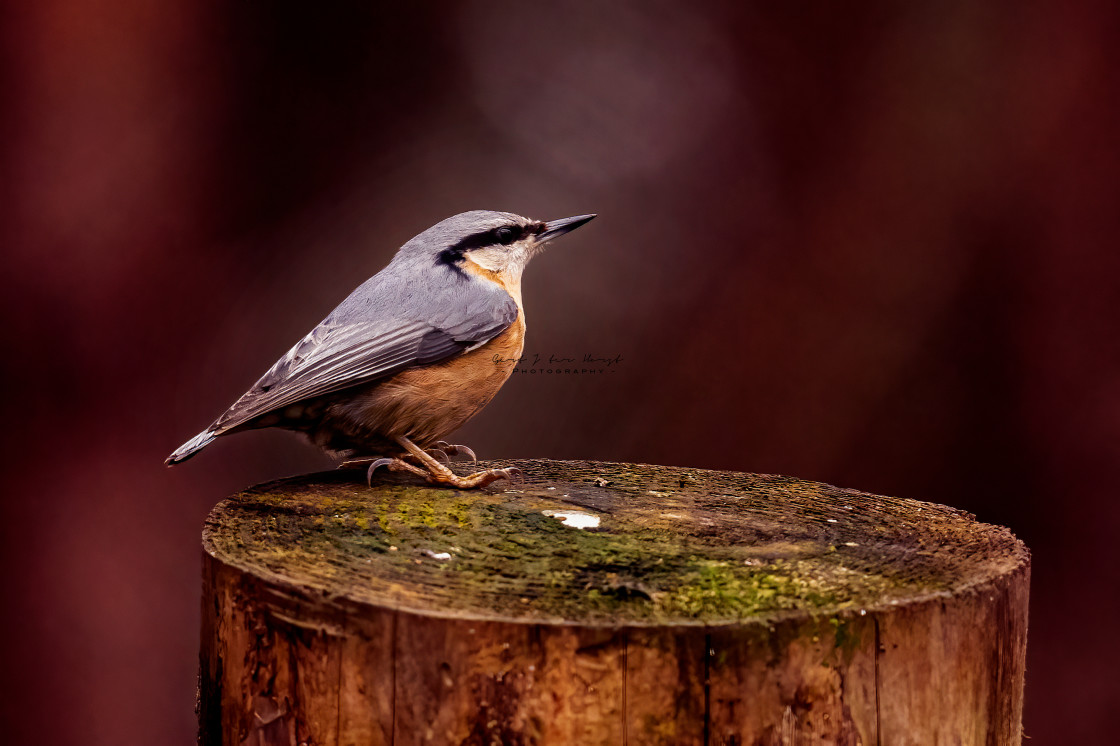 "Nuthatch" stock image